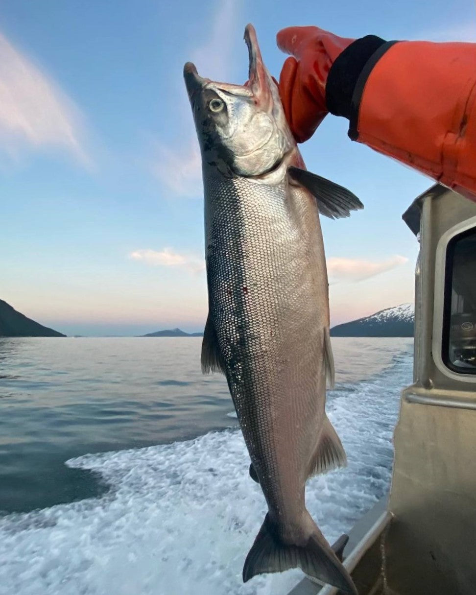 Copper River Sockeye (Red) Salmon (10 Lb minimum)